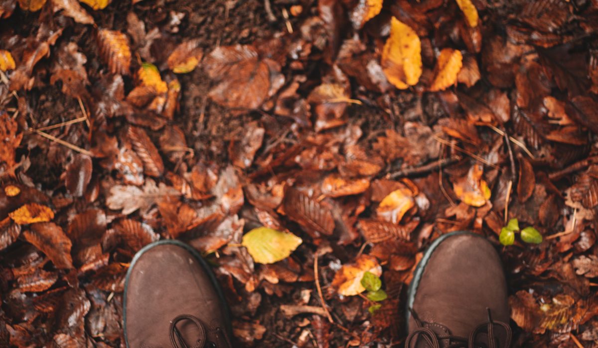 Identifying Common Trees Along British Footpaths